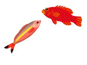 グルクンとミーバイイメージ