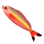 グルクンイメージ2