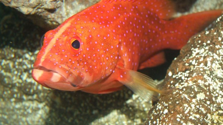 アカジンミーバイイメージ2