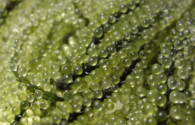 海ブドウイメージ