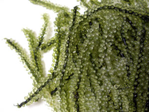 海ブドウイメージ2